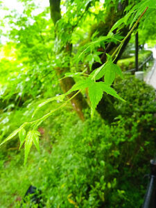Foto: salah satu daun pohon yang bermunculan ketika musim semi di Jepang, saat musim gugur maka daunnya akan berwarna kuning oranye, tak kalah cantik dengan yang ada di foto.
